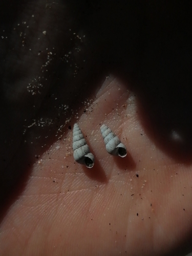 Cochlicella acuta