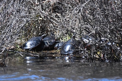 Painted Turtle