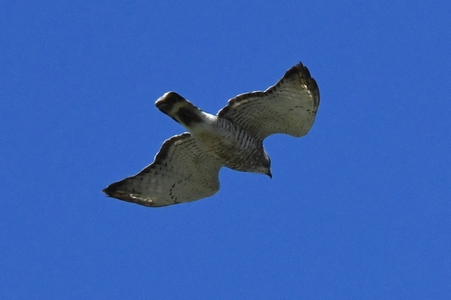Broad-winged Hawk