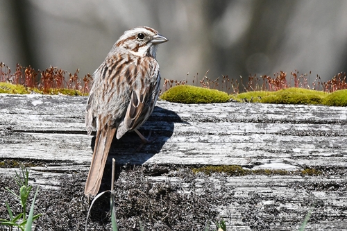 Song Sparrow