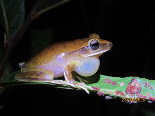 Chaco Tree Frog
