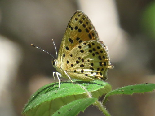 Iberian Sooty Copper