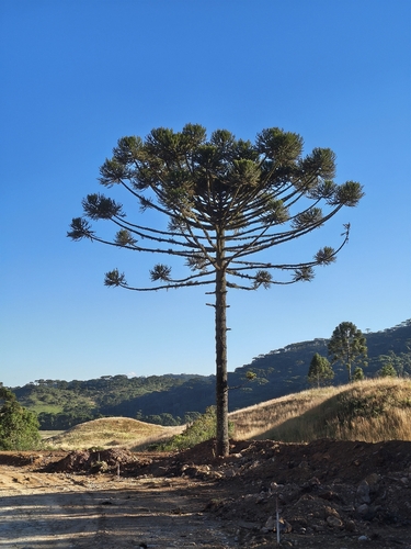 Paraná Araucaria