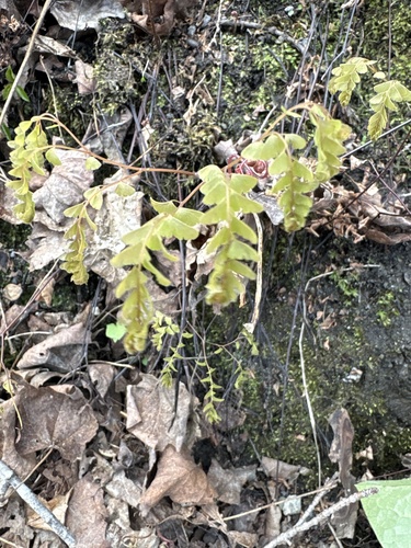 northern maidenhair fern