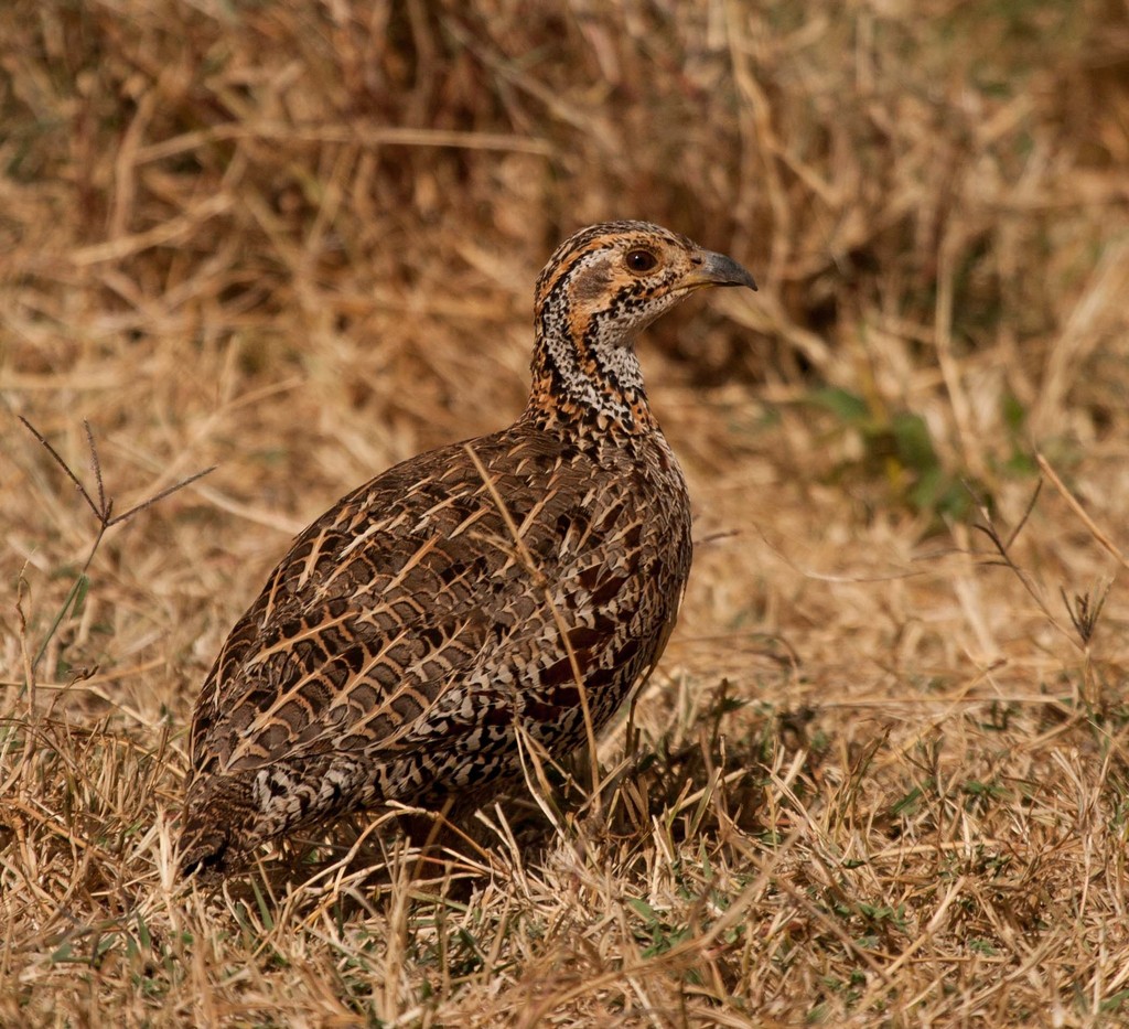 Shelley's Francolin photo
