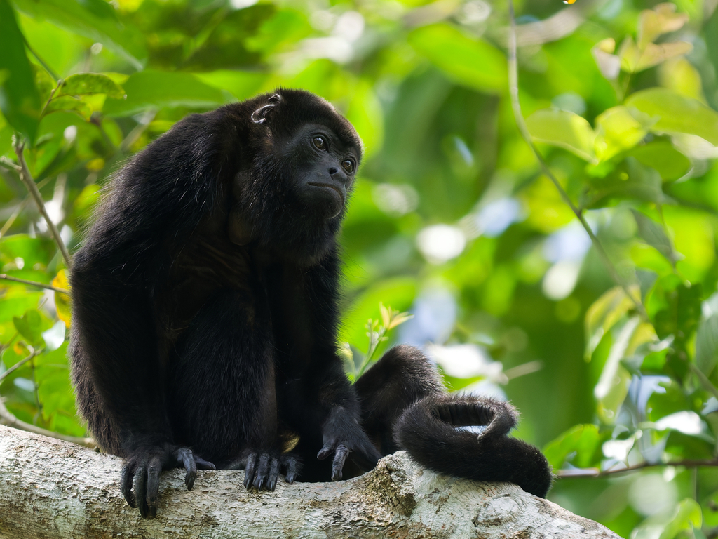 Mantled Howler Monkey from Colón, Colón, Panama on April 3, 2026 at 02: ...