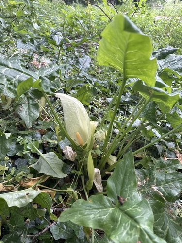 Italian arum