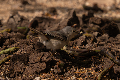 Lucy's Warbler