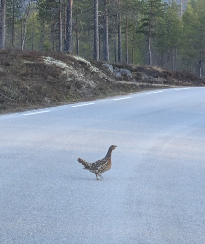 Western Capercaillie