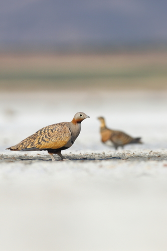Black-bellied Sandgrouse