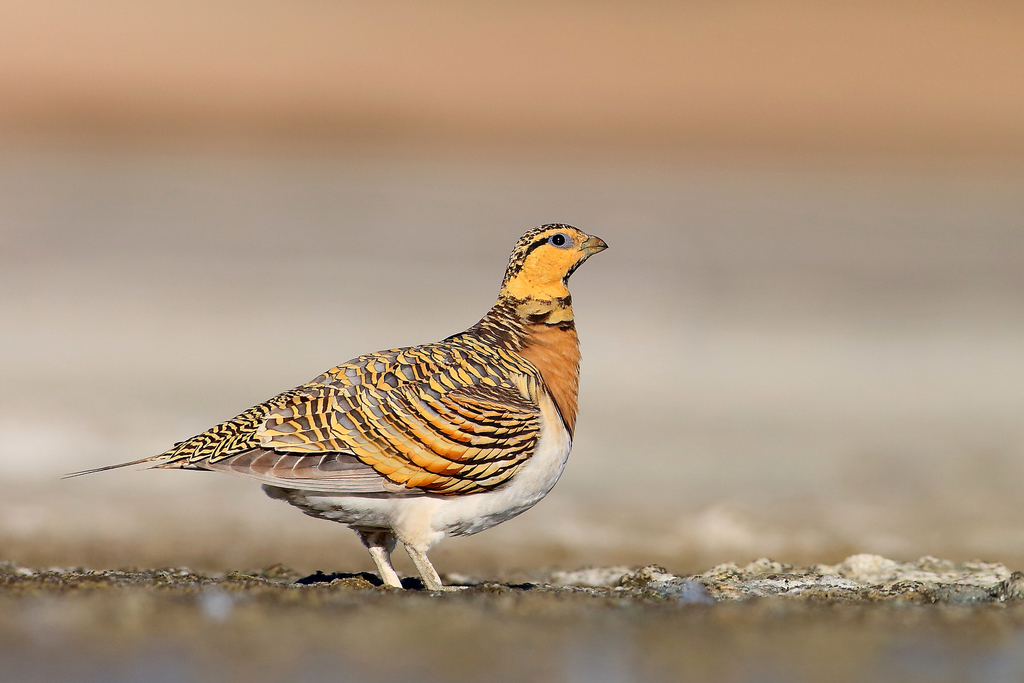 Pin-tailed Sandgrouse photo
