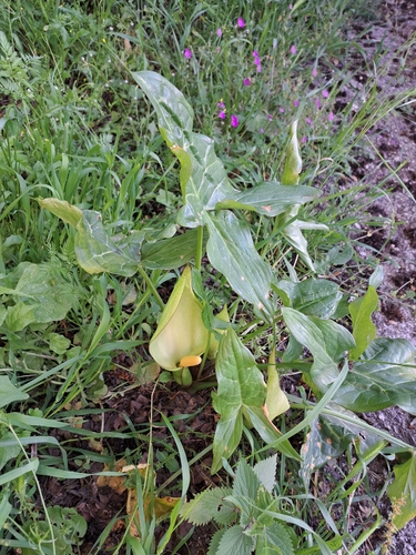 Italian arum