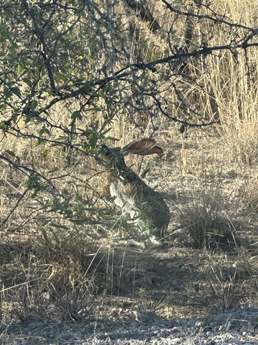 Antelope Jackrabbit observed by owive