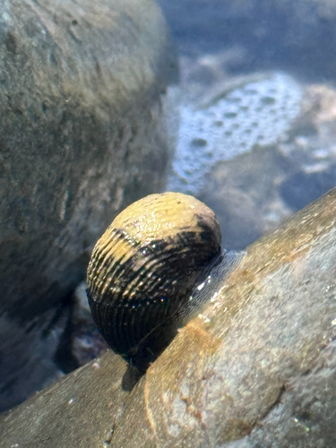 Rough-ribbed Nerite (Nerita scabricosta)