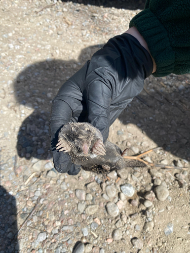 Hairy-tailed Mole observed by simone_boivin