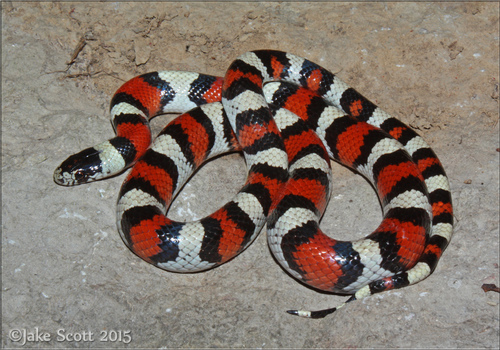Western Milksnake