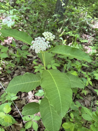 redring milkweed