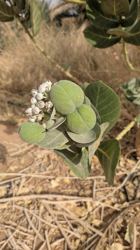 giant milkweed