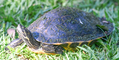 Pseudemys peninsularis