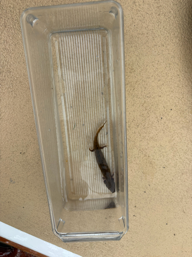 Common Mudpuppy observed by greatlakeslauren