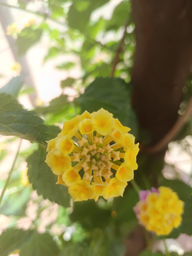 Lantana