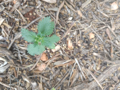 Dwarf Nettle