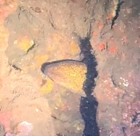 Gymnothorax flavimarginatus