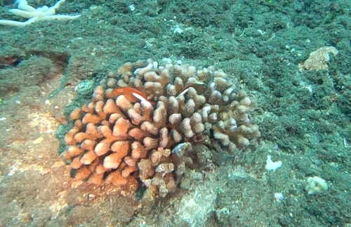 Paracirrhites arcatus