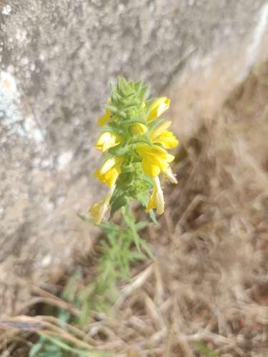 Mediterranean lineseed