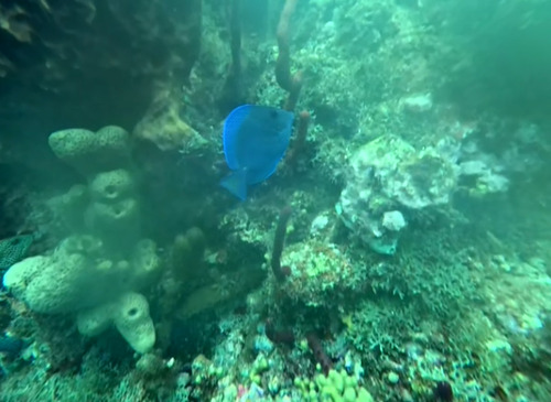 Acanthurus coeruleus
