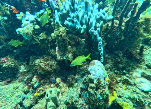 Haemulon flavolineatum