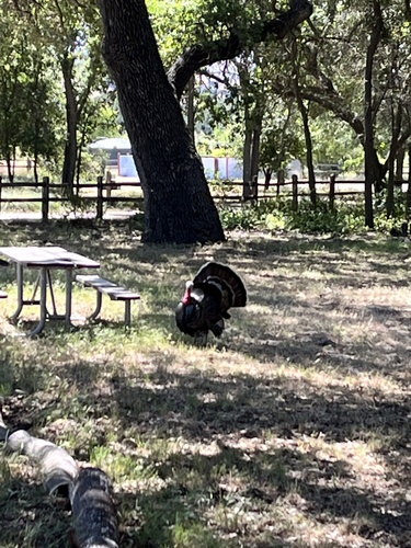 iNaturalist observation photo of Wild Turkey