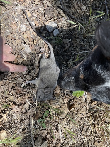 iNaturalist observation photo of Woodrats