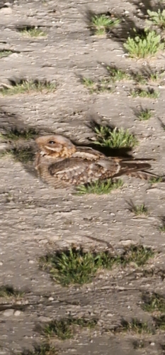 Red-necked Nightjar