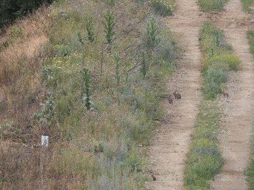 Iberian Rabbit