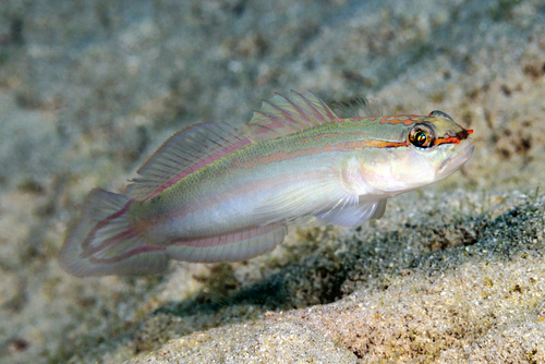 Amblygobius nocturnus