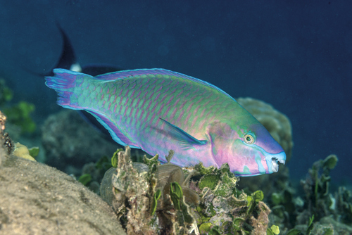 Scarus psittacus