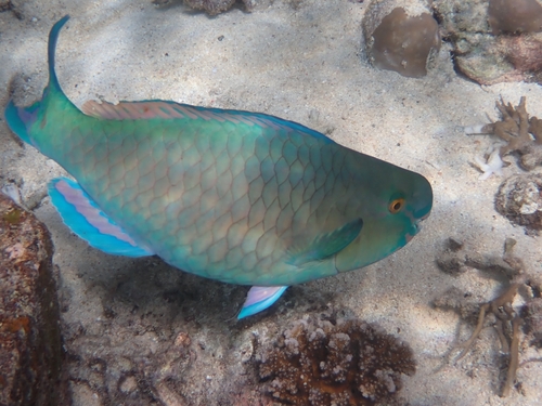 Scarus rubroviolaceus