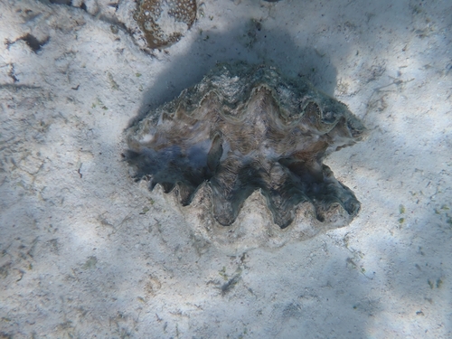 Hippopus hippopus