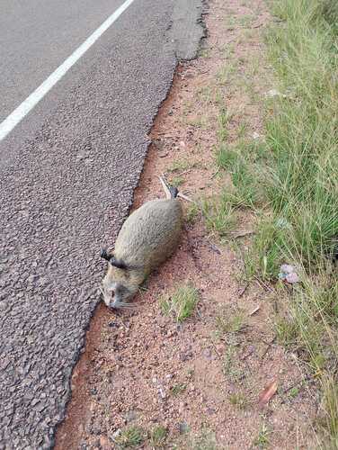Coypu