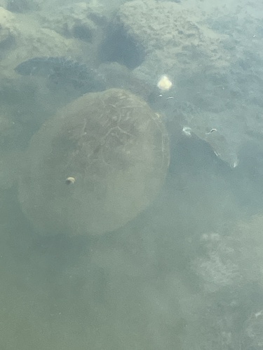 Chelonia mydas