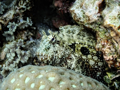 Salarias ceramensis