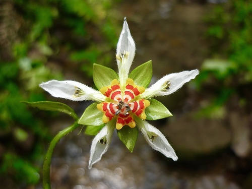 How to identify Nasa aequatoriana (Urb. & Gilg) Weigend