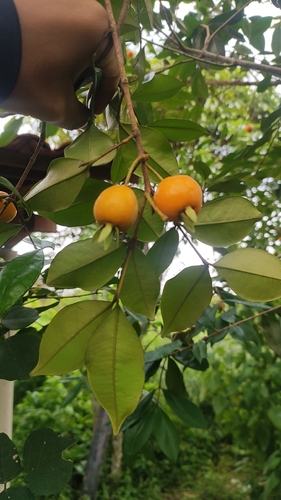 Eugenia luschnathiana