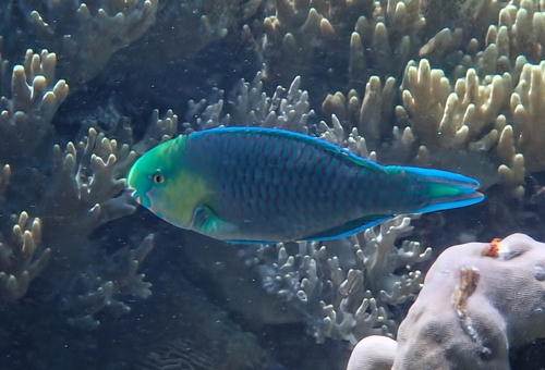 Scarus spinus