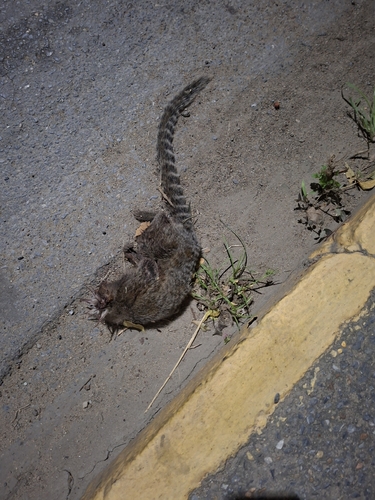 Common Marmoset