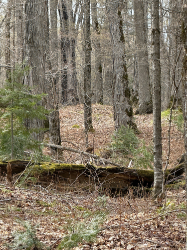 American Marten observed by garrettknowlton