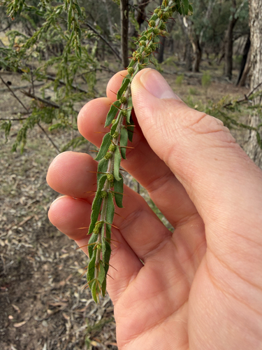 Kangaroo thorn