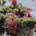 Drosera roraimae - Photo (c) Chien Lee, all rights reserved, uploaded by Chien Lee