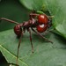 Hormigas Arrieras - Photo (c) Chien Lee, todos los derechos reservados, uploaded by Chien Lee